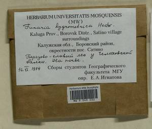Funaria hygrometrica Hedw., Гербарий мохообразных, Мхи - Центральное Нечерноземье (B6) (Россия)