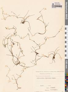 Лютик распростертый, Лютик стелющийся L., Сибирь, Чукотка и Камчатка (S7) (Россия)