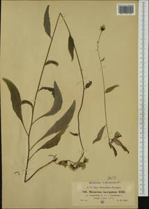 Hieracium laevigatum subsp. amaurolepis Murr & Zahn, Западная Европа (EUR) (Италия)