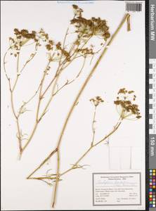 Cenolophium fischeri (Spreng.) W.D.J.Koch, Восточная Европа, Центральный лесостепной район (E6) (Россия)