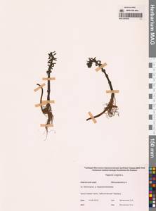 Хвостник обыкновенный, Водяная сосенка L., Сибирь, Чукотка и Камчатка (S7) (Россия)