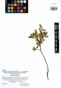 Ива черничная L., Сибирь, Прибайкалье и Забайкалье (S4) (Россия)