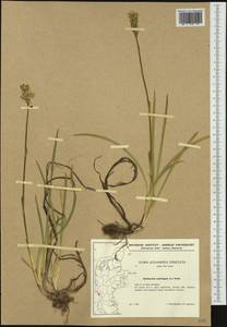 Narthecium ossifragum (L.) Huds., Западная Европа (EUR) (Дания)
