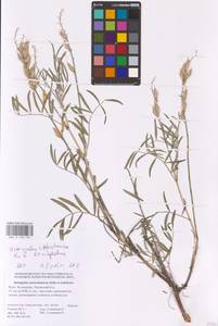 Astragalus astrachanicus × brachyolobus, Восточная Европа, Нижневолжский район (E9) (Россия)