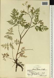 Купырь лесной (L.) Hoffm., Восточная Европа, Московская область и Москва (E4a) (Россия)