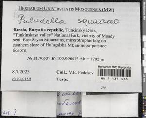 Paludella squarrosa (Hedw.) Brid., Гербарий мохообразных, Мхи - Прибайкалье и Забайкалье (B18) (Россия)