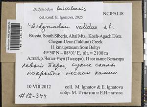 Didymodon baicalensis Ignatova & Ignatov, Гербарий мохообразных, Мхи - Западная Сибирь (включая Алтай) (B15) (Россия)