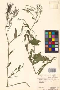 Гулявник волжский M.Bieb. ex E.Fourn., Восточная Европа (без точных пунктов) (E0)