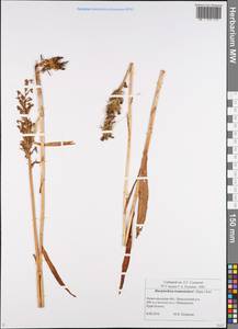 Dactylorhiza majalis subsp. lapponica (Laest. ex Hartm.) H.Sund., Восточная Европа, Волжско-Камский район (E7) (Россия)