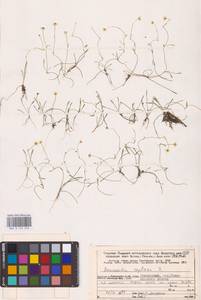 Лютик распростертый, Лютик стелющийся L., Восточная Европа, Северный район (E1) (Россия)