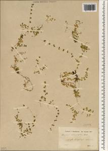 Песчанка круглолистная, Зарубежная Азия (ASIA) (Турция)
