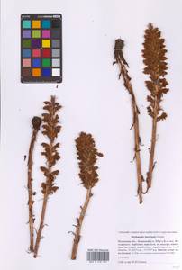 Orobanche buekii subsp. libanotidis (Rupr.) Rätzel & Uhlich, Восточная Европа, Московская область и Москва (E4a) (Россия)