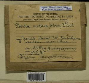 Gemmabryum caespiticium (Hedw.) J.R. Spence, Гербарий мохообразных, Мхи - Центральное Нечерноземье (B6) (Россия)