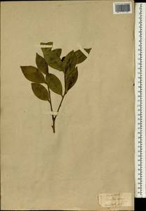 Camellia oleifera Abel., Зарубежная Азия (ASIA) (Япония)