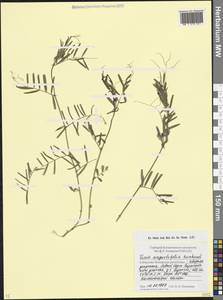 Горошек черный Ehrh., Кавказ, Ставропольский край, Карачаево-Черкесия, Кабардино-Балкария (K1b) (Россия)