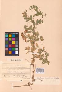 Lathyrus japonicus var. maritimus (L.) J.T.Kartesz & Gandhi, Восточная Европа, Литва (E2a) (Литва)