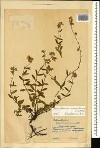 Солнцецвет монетолистный (L.) Mill., Кавказ, Черноморское побережье (от Новороссийска до Адлера) (K3) (Россия)