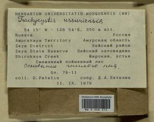 Trachycystis ussuriensis (Regel & Maack) T.J. Kop., Гербарий мохообразных, Мхи - Дальний Восток (без Чукотки и Камчатки) (B20) (Россия)