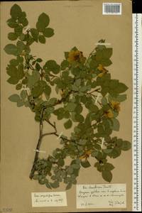 Шиповник щитконосный, Роза щитконосная Borkh., Восточная Европа, Нижневолжский район (E9) (Россия)