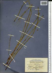 Хвощ приречный, Хвощ топяной L., Сибирь, Западная Сибирь (S1) (Россия)