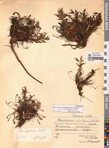 Мытник охотский A.P.Khokhr., Сибирь, Чукотка и Камчатка (S7) (Россия)