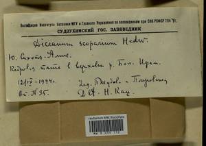 Dicranum scoparium Hedw., Гербарий мохообразных, Мхи - Дальний Восток (без Чукотки и Камчатки) (B20) (Россия)