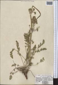 Жабрица зеравшанская (Schischk.) Pimenov & Sdobnina, Средняя Азия и Казахстан, Памир и Памиро-Алай (M2) (Таджикистан)