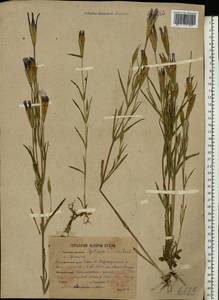 Горечавочник бородатый (Froel.) Ma, Восточная Европа, Восточный район (E10) (Россия)