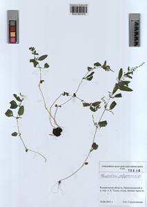 KUZ 003 615, Lipandra polysperma (L.) S. Fuentes, Uotila & Borsch, Сибирь, Алтай и Саяны (S2) (Россия)