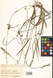 Anthoxanthum repens (Host) Veldkamp, Восточная Европа, Нижневолжский район (E9) (Россия)