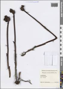 Дифелипея красная (M.Bieb.) Nicolson, Кавказ, Азербайджан (K6) (Азербайджан)