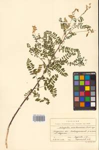 Астрагал повислоцветковый Lam., Сибирь, Дальний Восток (S6) (Россия)