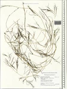 Штукения гребенчатая, Рдест гребенчатый (L.) Börner, Крым (KRYM) (Россия)