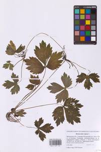 Лютик ползучий L., Восточная Европа, Московская область и Москва (E4a) (Россия)