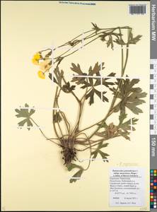 Ranunculus polyanthemos subsp. meyerianus (Rupr.) Elenevsky & Derv.-Sokol., Кавказ, Ставропольский край, Карачаево-Черкесия, Кабардино-Балкария (K1b) (Россия)