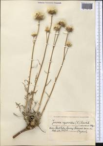 Наголоватка васильковая (L.) Rchb., Средняя Азия и Казахстан, Прикаспийский Устюрт и Северное Приаралье (M8) (Казахстан)