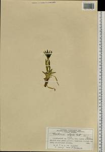 Горечавка холодная Pall., Сибирь, Алтай и Саяны (S2) (Россия)