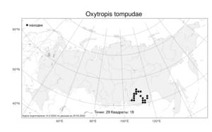 Oxytropis tompudae, Остролодочник томпудский Popov, Атлас флоры России (FLORUS) (Россия)