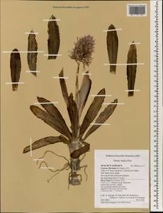 Orchis italica Poir. , nom. cons. prop., Зарубежная Азия (ASIA) (Кипр)