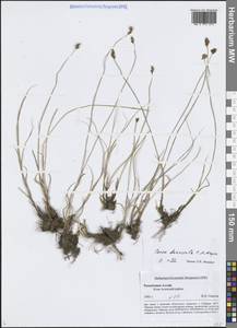 Осока твердоватая C.A.Mey., Сибирь, Алтай и Саяны (S2) (Россия)