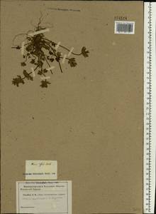 Яснотка стеблеобъемлющая L., Восточная Европа, Ростовская область (E12a) (Россия)