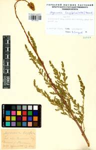 Мирикария длиннолистная (Willd.) Ehrenb., Сибирь, Прибайкалье и Забайкалье (S4) (Россия)