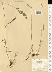 Костер мягкий L., Восточная Европа, Западно-Украинский район (E13) (Украина)