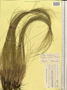 Ковыль узколистный Steven, Восточная Европа, Северо-Украинский район (E11) (Украина)