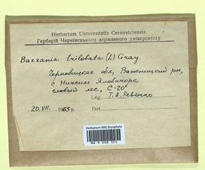Bazzania trilobata (L.) Gray, Гербарий мохообразных, Мхи - Украина и Молдавия (B3)