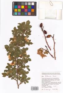 Шиповник бальзамический Besser, Восточная Европа, Нижневолжский район (E9) (Россия)