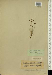 Juncus cephalotes Thunb., Африка (AFR) (ЮАР)