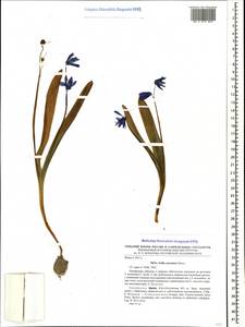 Scilla siberica subsp. caucasica (Miscz.) Mordak, Кавказ, Южная Осетия (K4b) (Южная Осетия)