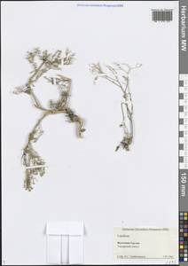 Клоповник, Кавказ, Грузия (K4) (Грузия)