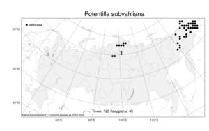 Potentilla subvahliana, Лапчатка почти-Валя Jurtzev, Атлас флоры России (FLORUS) (Россия)